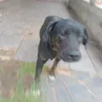 Bob