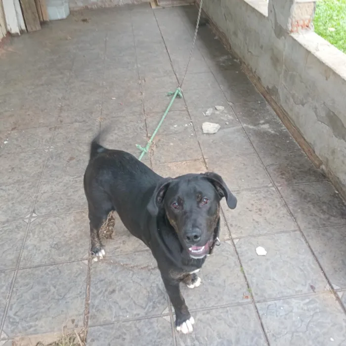 Cachorro raça Labrador idade 7 a 11 meses nome Bob