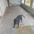 Bob