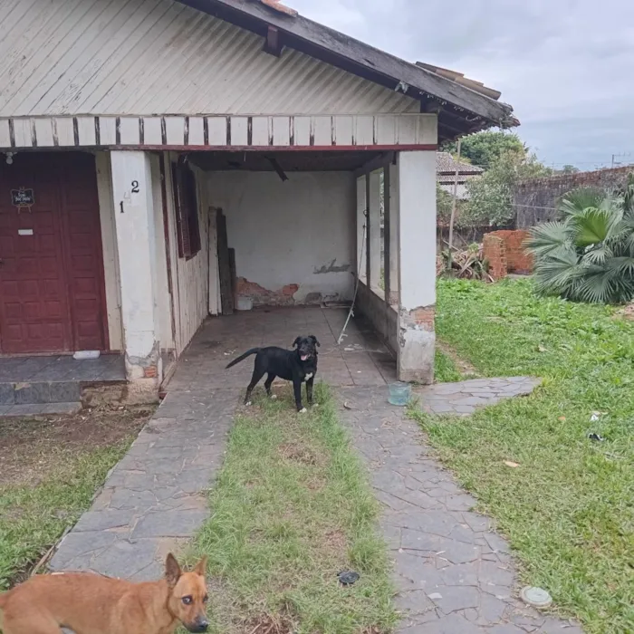 Cachorro raça Labrador idade 7 a 11 meses nome Bob