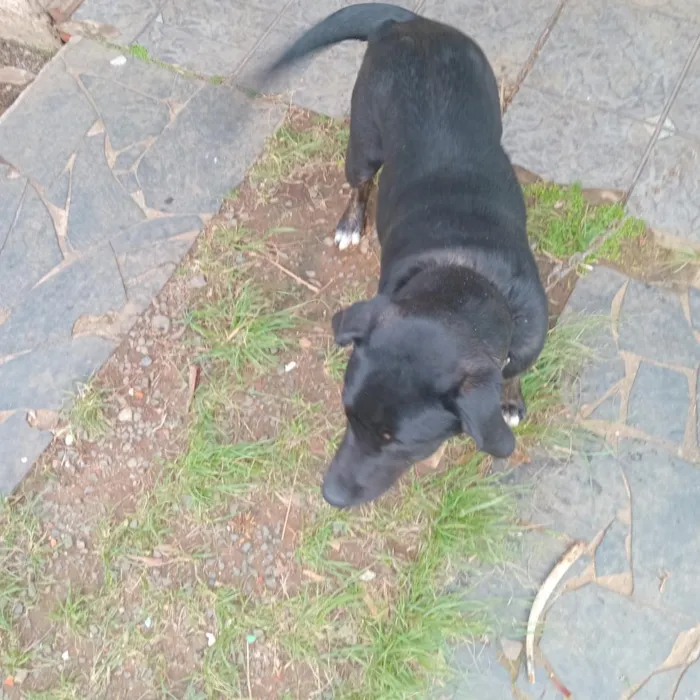 Cachorro raça Labrador idade 7 a 11 meses nome Bob