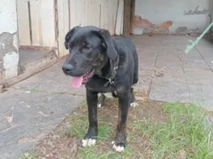 Cachorro raça Labrador idade 7 a 11 meses nome Bob