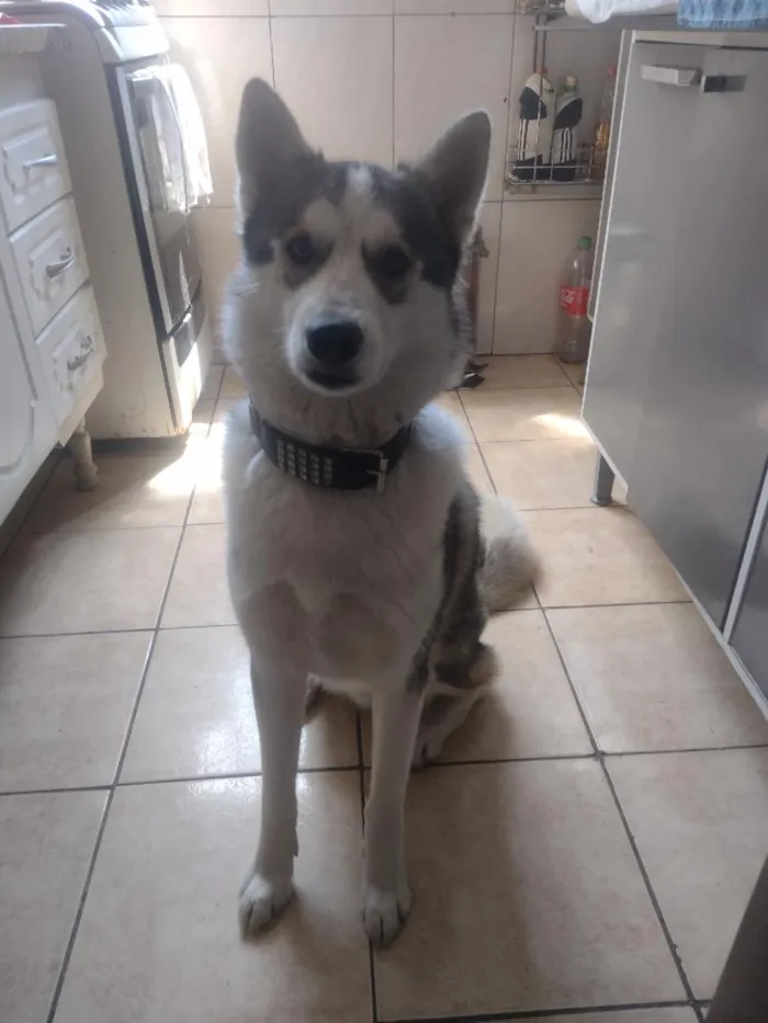 Cachorro raça SRD-ViraLata idade 2 anos nome Júpiter 