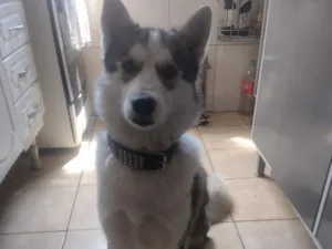 Cachorro raça SRD-ViraLata idade 2 anos nome Júpiter 