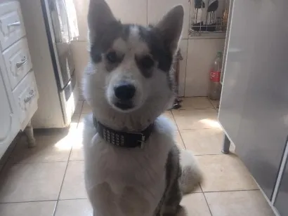 Cachorro raça SRD-ViraLata idade 2 anos nome Júpiter 