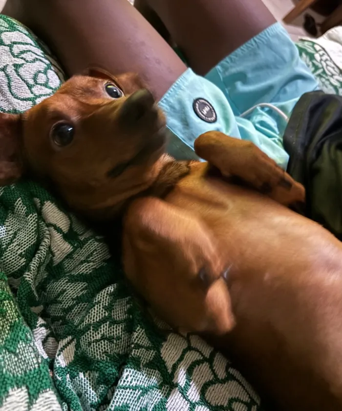 Cachorro raça Pinscher idade 3 anos nome Neymar 