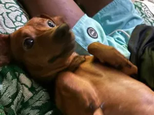 Cachorro raça Pinscher idade 3 anos nome Neymar 