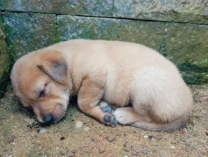 Cachorro raça SRD-ViraLata idade 2 a 6 meses nome Freddy