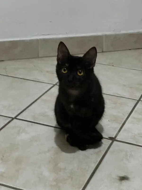 Gato raça SRD-ViraLata idade 7 a 11 meses nome Gatinhas 