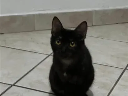 Gato raça SRD-ViraLata idade 7 a 11 meses nome Gatinhas 