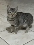Gatinha 