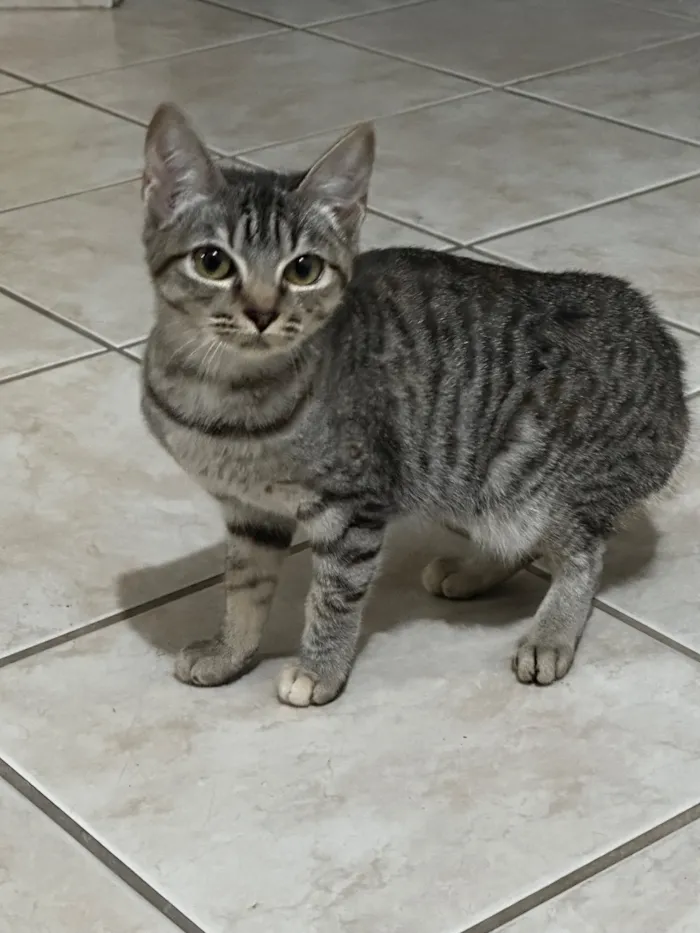 Gato raça SRD-ViraLata idade 7 a 11 meses nome Gatinha 