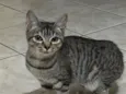 Gatinha 