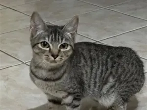 Gato raça SRD-ViraLata idade 7 a 11 meses nome Gatinha 