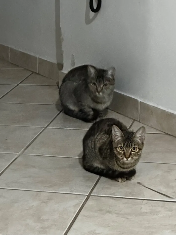 Gato raça SRD-ViraLata idade 7 a 11 meses nome Gatinha 