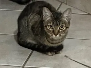 Gato raça SRD-ViraLata idade 7 a 11 meses nome Gatinha 