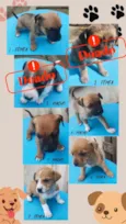 sete cachorrinhos