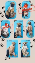 sete cachorrinhos