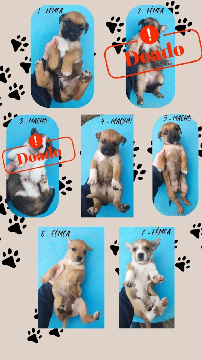 Cachorro raça SRD-ViraLata idade Abaixo de 2 meses nome sete cachorrinhos