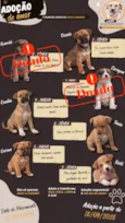 sete cachorrinhos