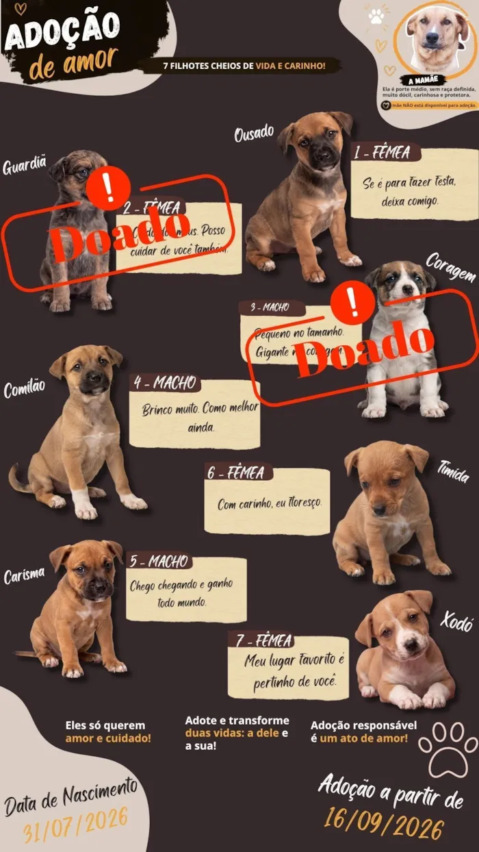 Cachorro raça SRD-ViraLata idade Abaixo de 2 meses nome sete cachorrinhos