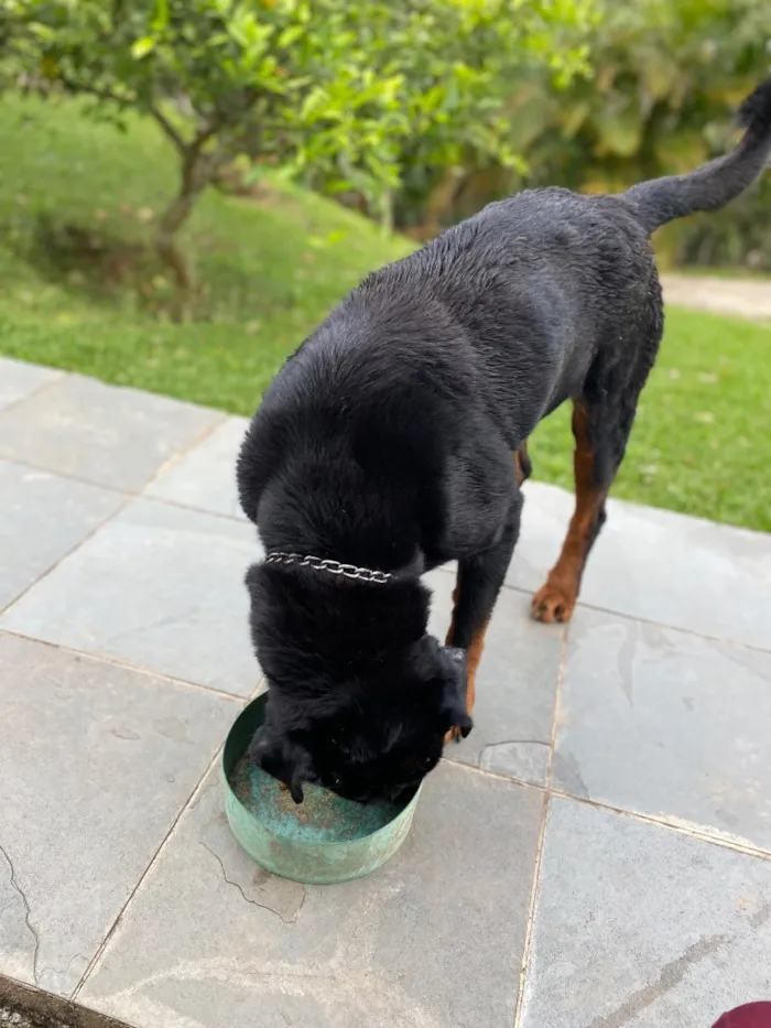 Cachorro raça Rottweiler idade 6 ou mais anos nome Zeus 