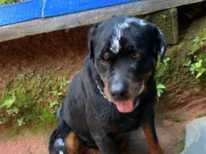 Cachorro raça Rottweiler idade 6 ou mais anos nome Zeus 