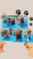 sete cachorrinhos
