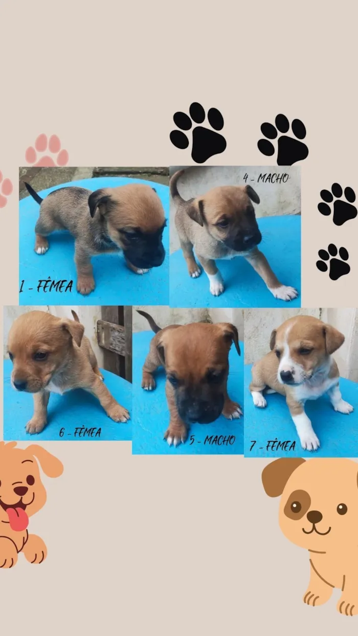 Cachorro raça SRD-ViraLata idade Abaixo de 2 meses nome sete cachorrinhos