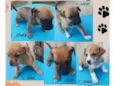 sete cachorrinhos