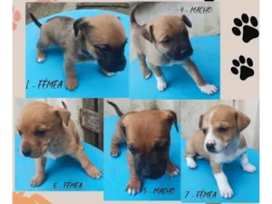Cachorro raça SRD-ViraLata idade Abaixo de 2 meses nome sete cachorrinhos