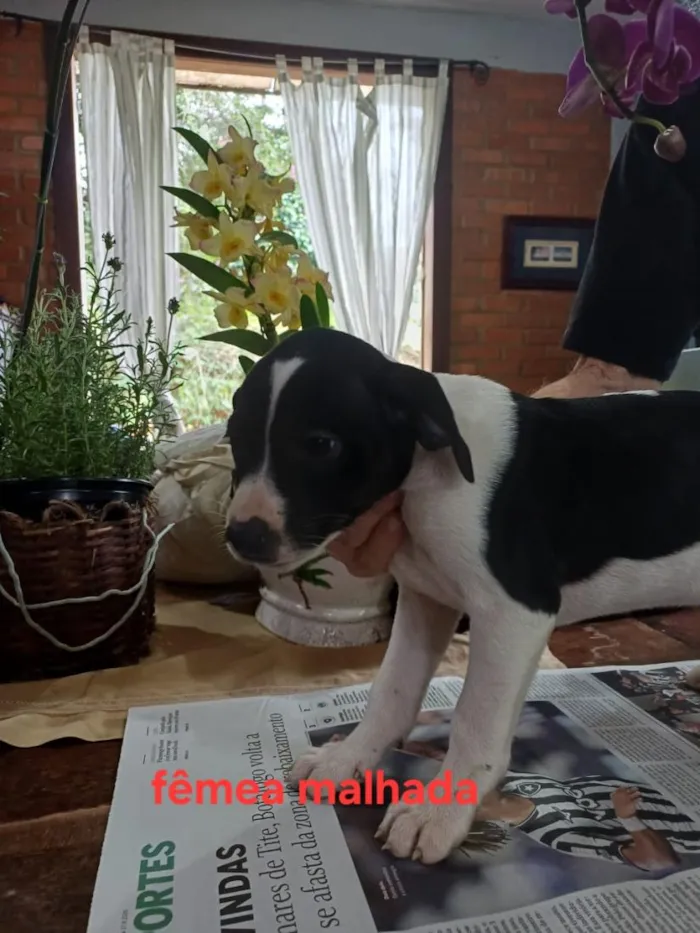 Cachorro raça SRD-ViraLata idade 2 a 6 meses nome LILI