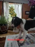 LILI