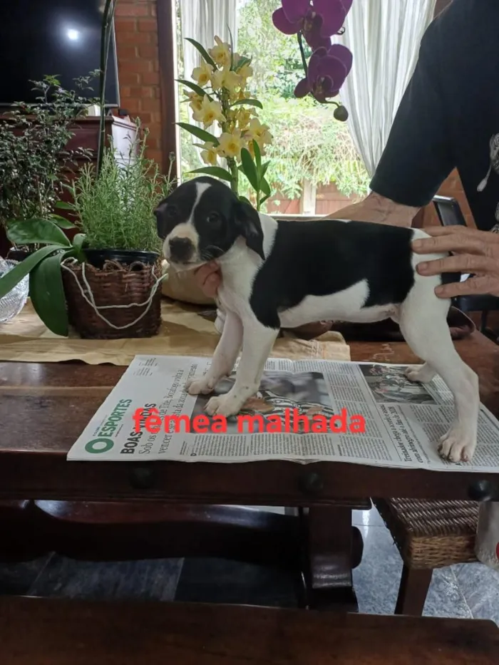 Cachorro raça SRD-ViraLata idade 2 a 6 meses nome LILI