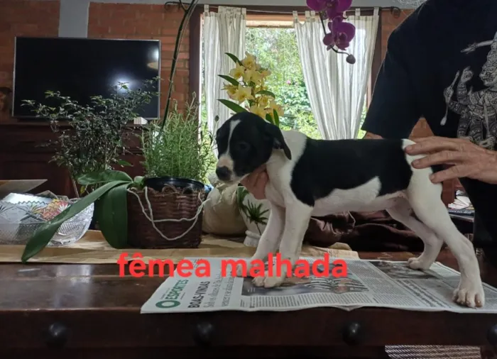 Cachorro raça SRD-ViraLata idade 2 a 6 meses nome LILI