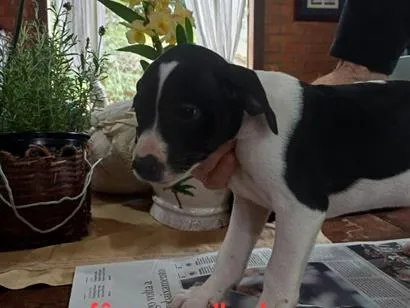 Cachorro raça SRD-ViraLata idade 2 a 6 meses nome LILI
