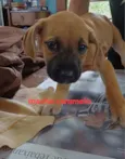 Juquinha