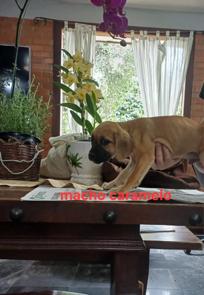 Cachorro raça SRD-ViraLata idade 2 a 6 meses nome Juquinha