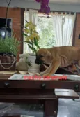 Juquinha