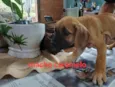 Juquinha