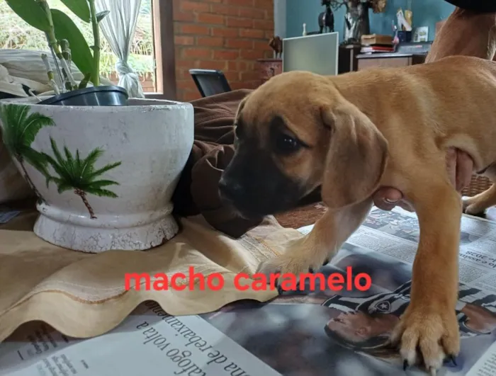 Cachorro raça SRD-ViraLata idade 2 a 6 meses nome Juquinha