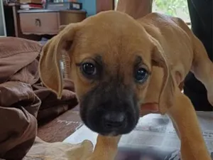 Cachorro raça SRD-ViraLata idade 2 a 6 meses nome Juquinha