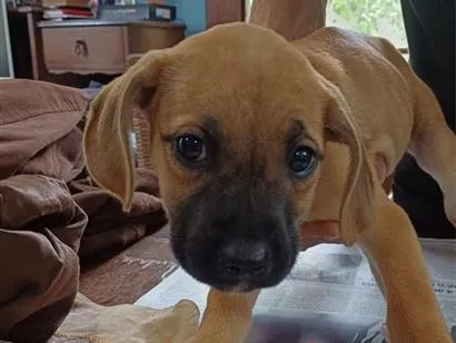 Cachorro raça SRD-ViraLata idade 2 a 6 meses nome Juquinha