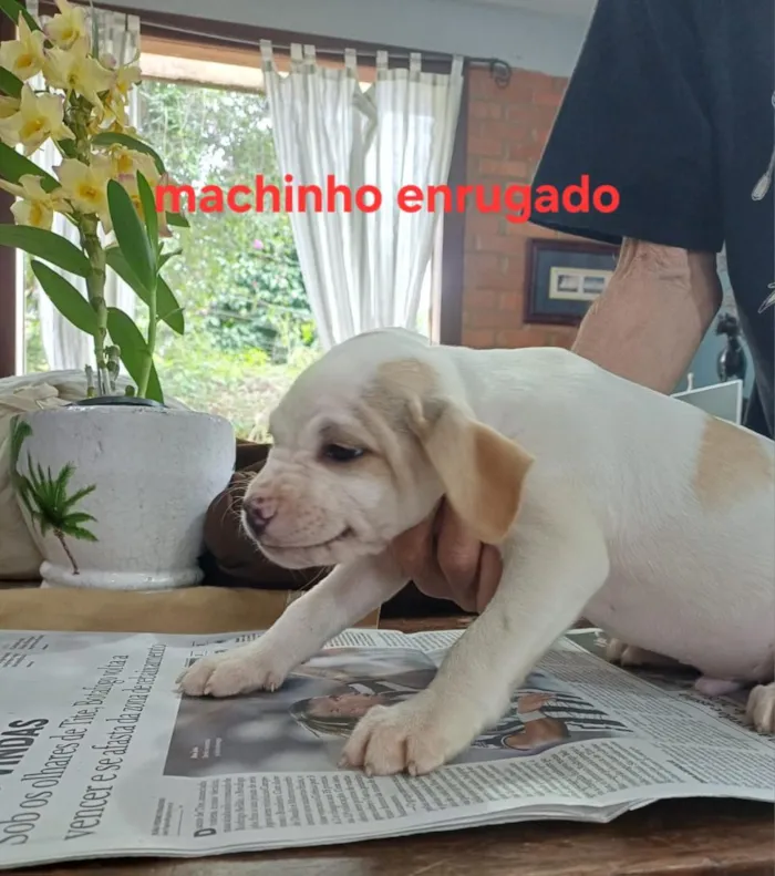 Cachorro raça SRD-ViraLata idade 2 a 6 meses nome Tuco