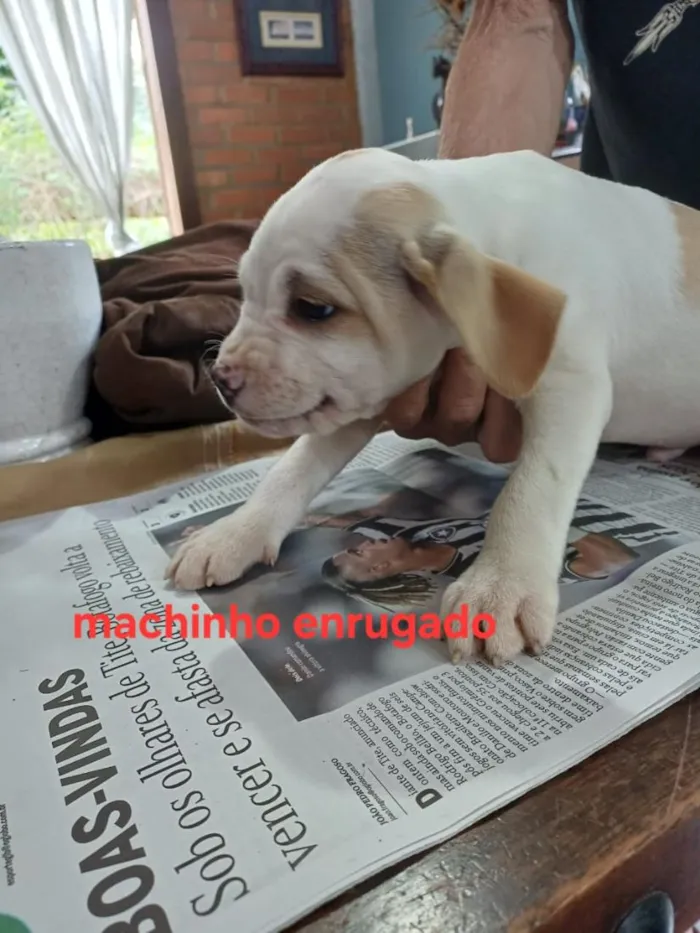 Cachorro raça SRD-ViraLata idade 2 a 6 meses nome Tuco