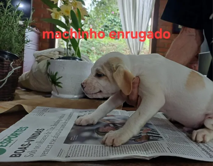 Cachorro raça SRD-ViraLata idade 2 a 6 meses nome Tuco