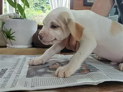 Cachorro raça SRD-ViraLata idade 2 a 6 meses nome Tuco