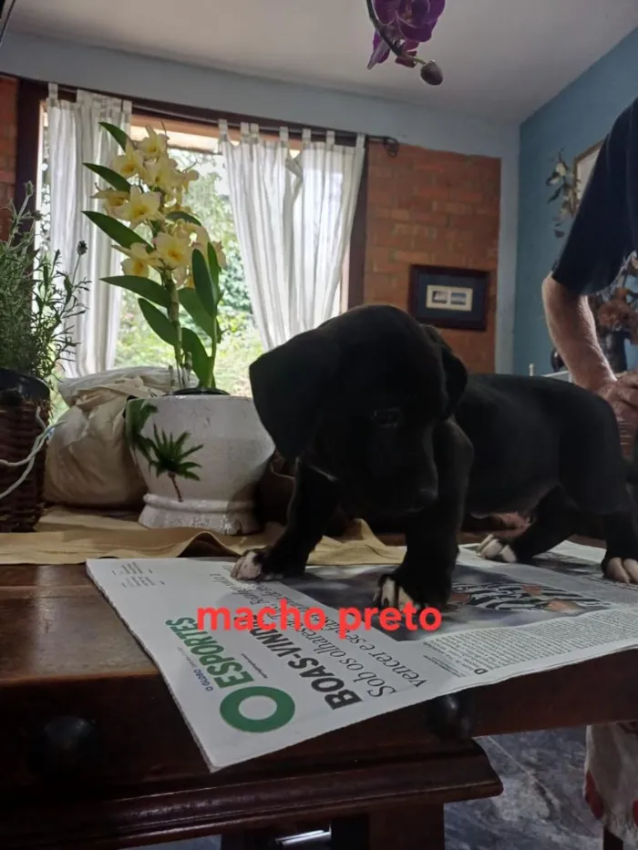 Cachorro raça SRD-ViraLata idade 2 a 6 meses nome Zumbi
