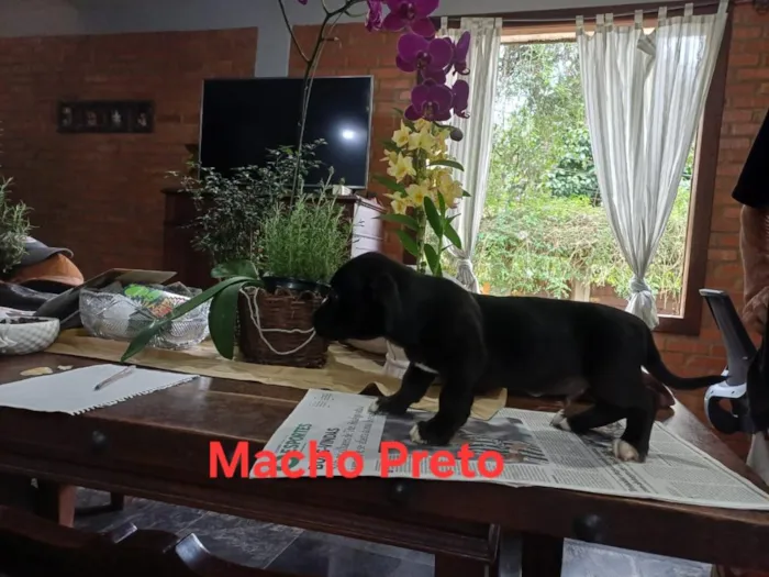 Cachorro raça SRD-ViraLata idade 2 a 6 meses nome Zumbi