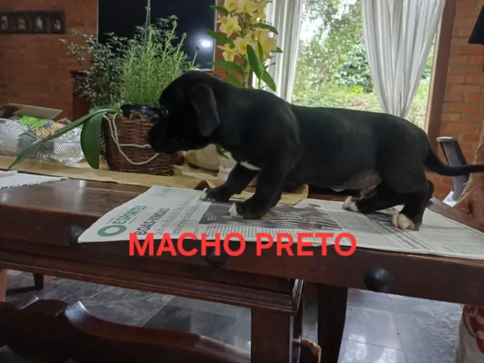 Cachorro raça SRD-ViraLata idade 2 a 6 meses nome Zumbi